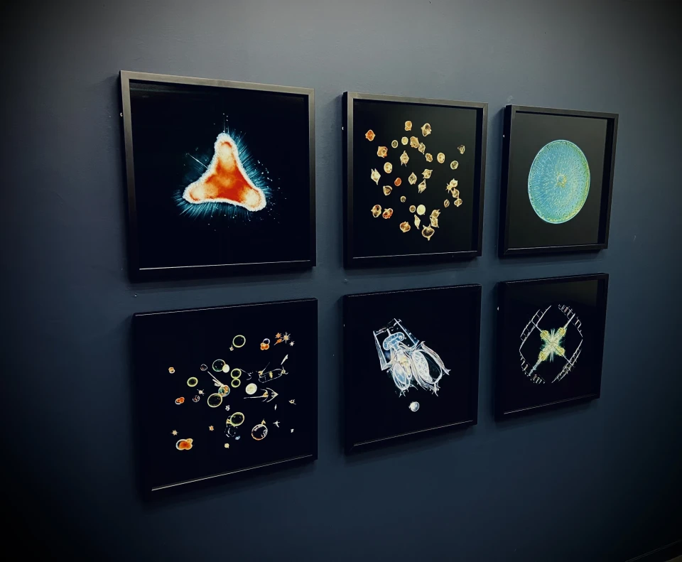 La Grande Expédition